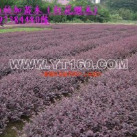紅花繼木小苗