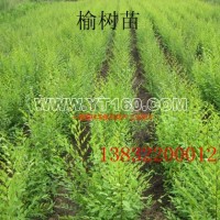 榆樹苗