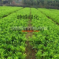 杜鵑小苗