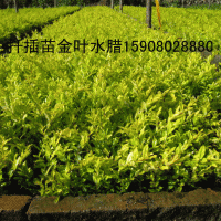 金葉水臘