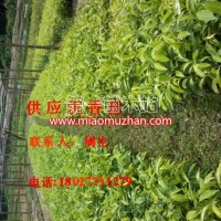 沉香苗