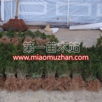 南方紅豆杉小苗