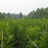 速生國槐小苗