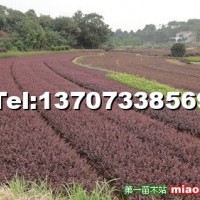 紅花桎木小苗