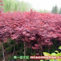 日本紅楓