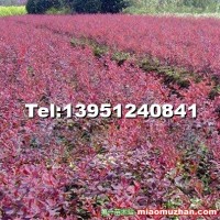 紅葉小檗