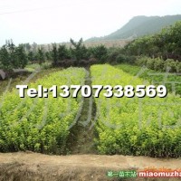 金葉女貞小苗