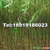 美國(guó)竹柳
