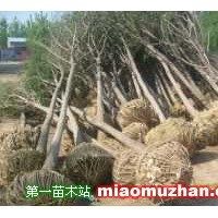 速生國槐