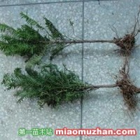 紅豆杉小苗