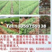 丹桂苗