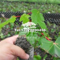 紅點紅楓