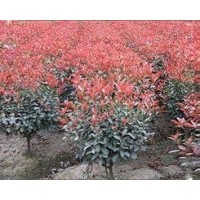 紅葉石楠