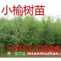 白榆樹