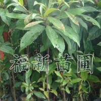 木荷小苗