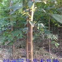 櫸樹小苗