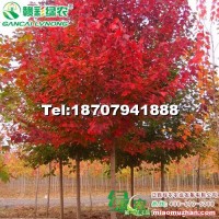 美國改良紅楓