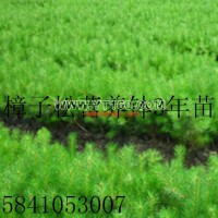 樟子松營養(yǎng)缽苗