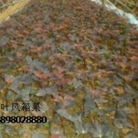 紫葉風(fēng)箱果