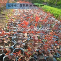 密枝紅葉李小苗