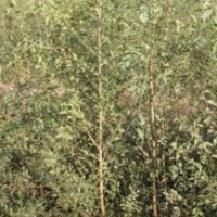 白榆小苗
