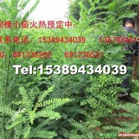 國槐小苗
