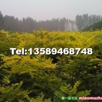 香花槐