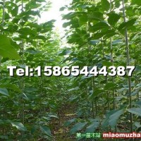 速生白蠟小苗