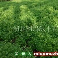 水杉小苗