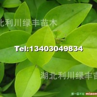 大葉女貞小苗
