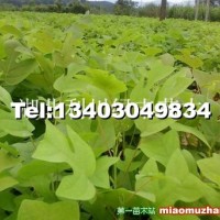 馬褂木小苗