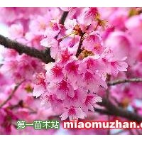 櫻花