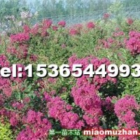 紅花紫薇
