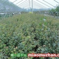 小葉雞爪槭