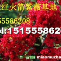 紅火箭紫薇