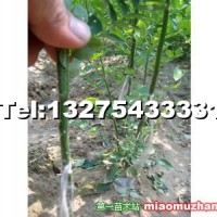 速生國槐