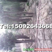 國槐