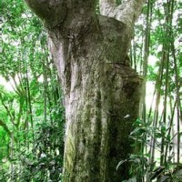 沉香小苗