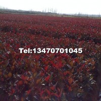 紅葉石楠