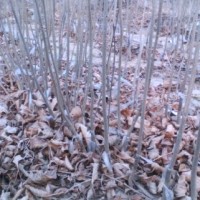 白蠟悶子