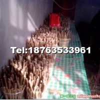 毛白楊炮捻