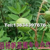 文冠果苗木