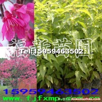 山櫻花苗