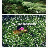 梔子花