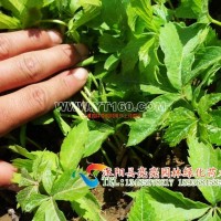 爬山虎小苗