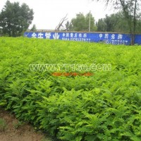 文冠果苗