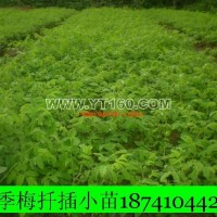多季梅小苗