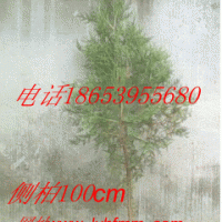 側(cè)柏
