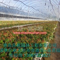 美國(guó)紅楓