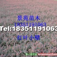 紅葉小檗
